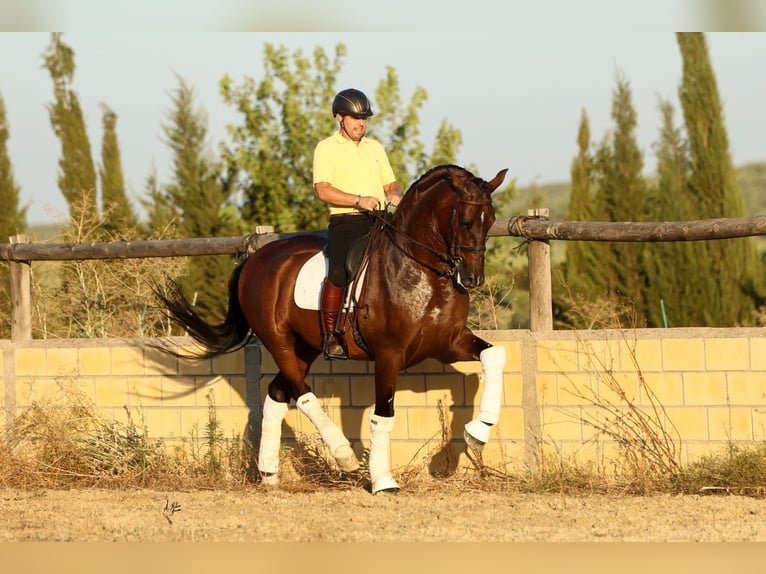 PRE Wallach 6 Jahre 170 cm Dunkelbrauner in Krumbach