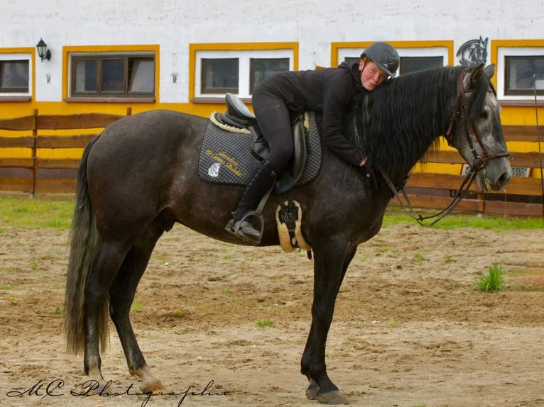 PRE Wallach 6 Jahre 170 cm Rappschimmel in Polenz