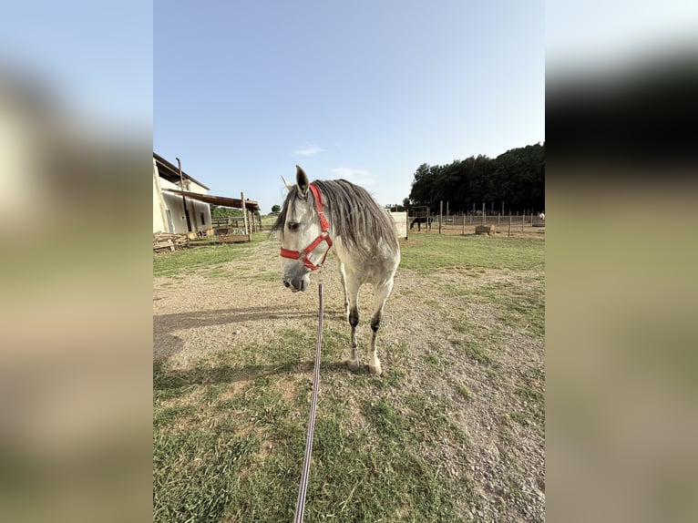 PRE Mix Wallach 6 Jahre 170 cm Schimmel in Pedrinya (Ajuntament Crespia)