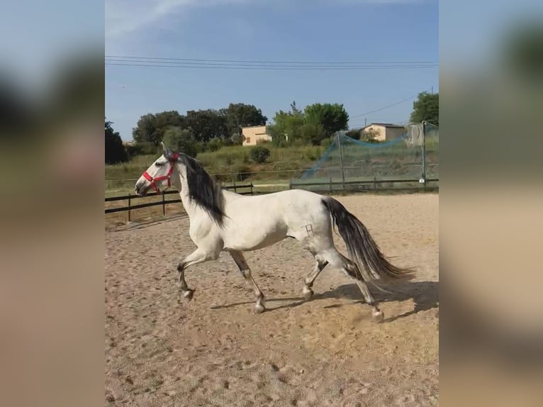 PRE Mix Wallach 6 Jahre 170 cm Schimmel in Pedrinya (Ajuntament Crespia)