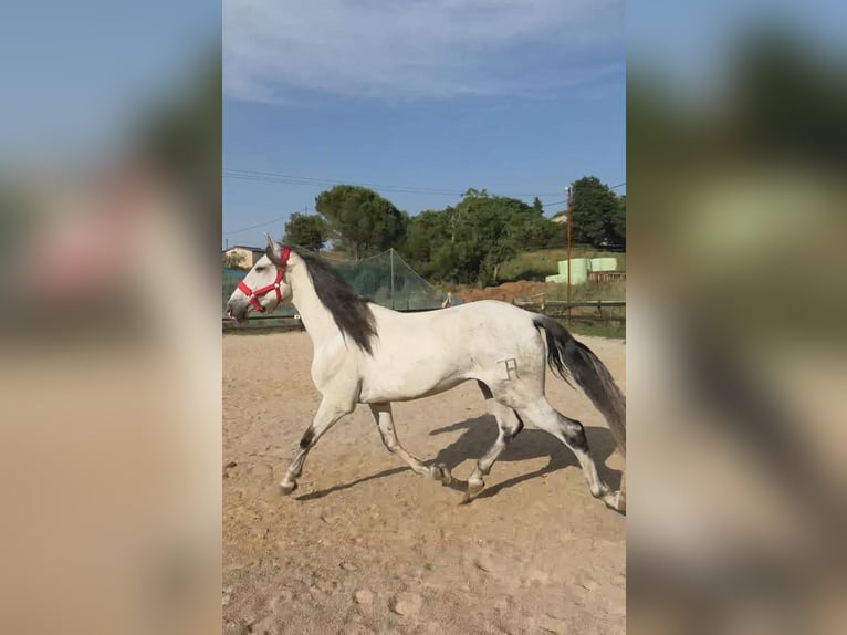 PRE Mix Wallach 6 Jahre 170 cm Schimmel in Pedrinya (Ajuntament Crespia)