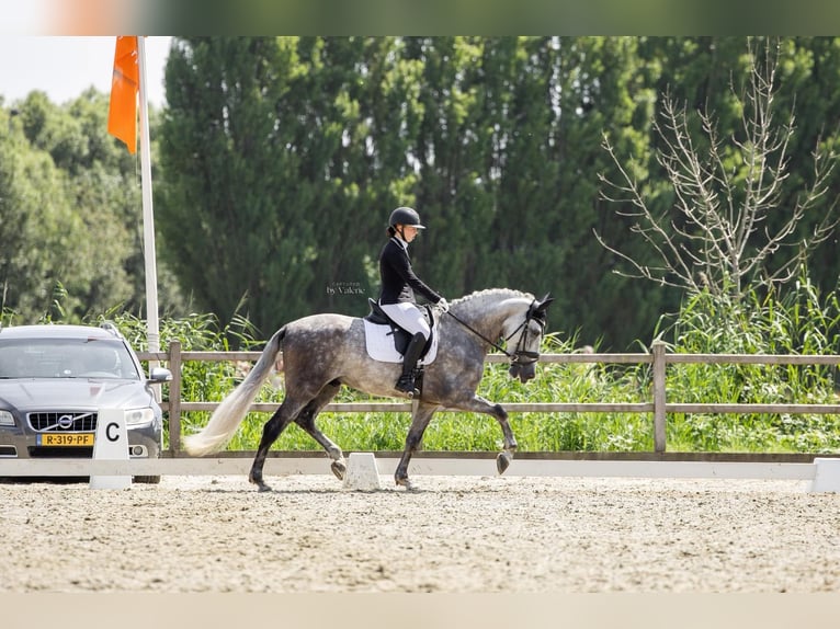 PRE Mix Wallach 6 Jahre 170 cm Schimmel in Sm