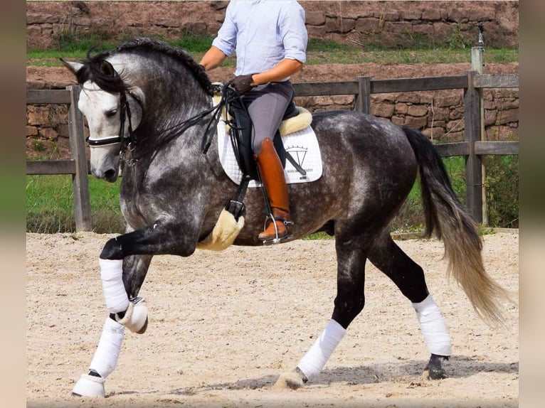 PRE Wallach 6 Jahre 171 cm Schimmel in Bissendorf