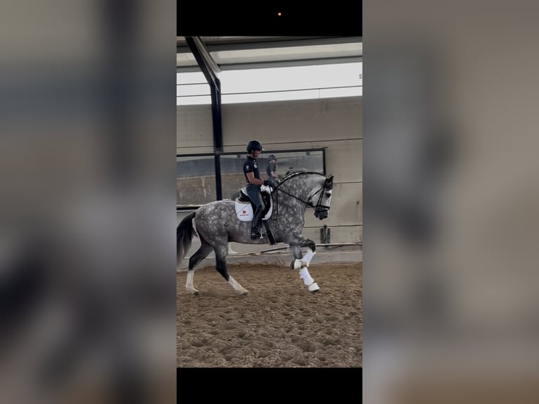 PRE Wallach 6 Jahre 172 cm Schimmel in Pozuelo De Alarcon