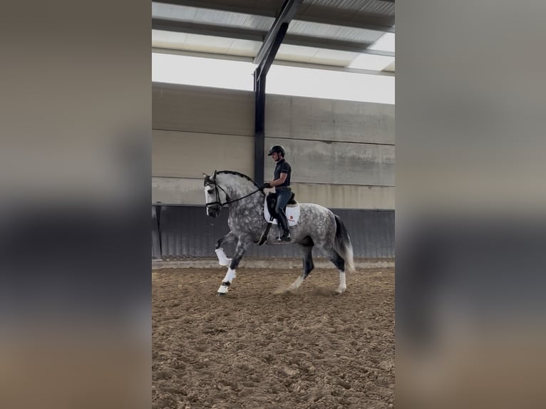 PRE Wallach 6 Jahre 172 cm Schimmel in Pozuelo De Alarcon