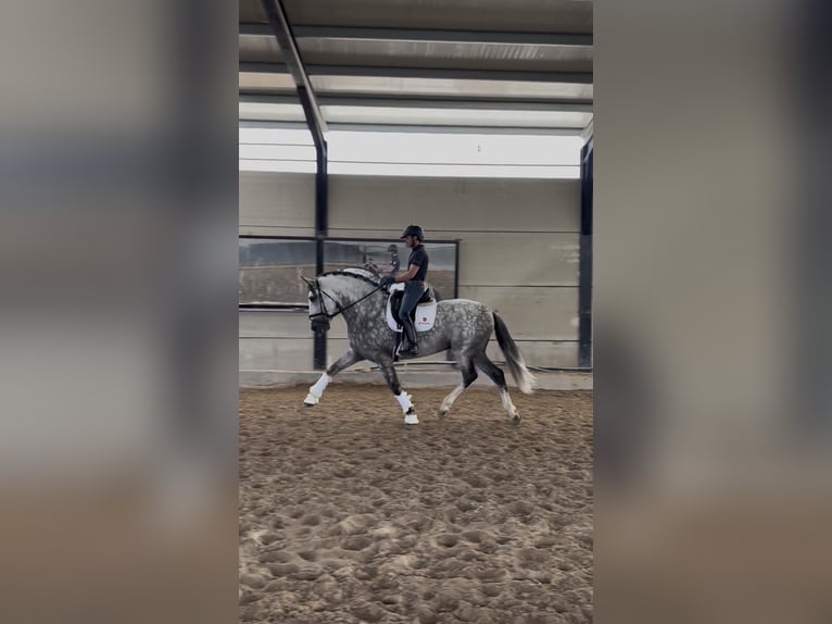 PRE Wallach 6 Jahre 172 cm Schimmel in Pozuelo De Alarcon