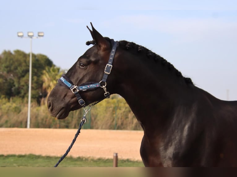 PRE Mix Wallach 6 Jahre 173 cm Rappe in Utiel