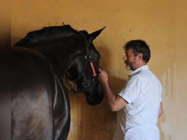 PRE Mix Wallach 6 Jahre 173 cm Rappe in Utiel