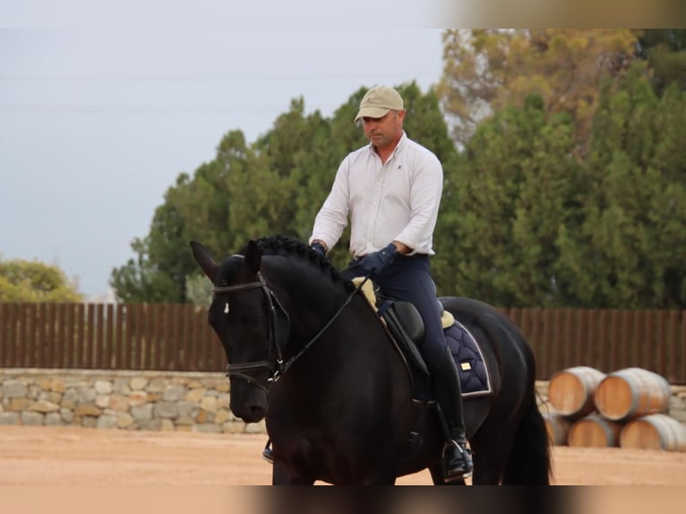 PRE Mix Wallach 6 Jahre 173 cm Rappe in Utiel