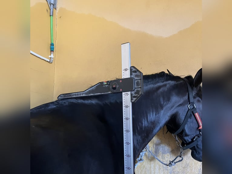 PRE Mix Wallach 6 Jahre 173 cm Rappe in Utiel