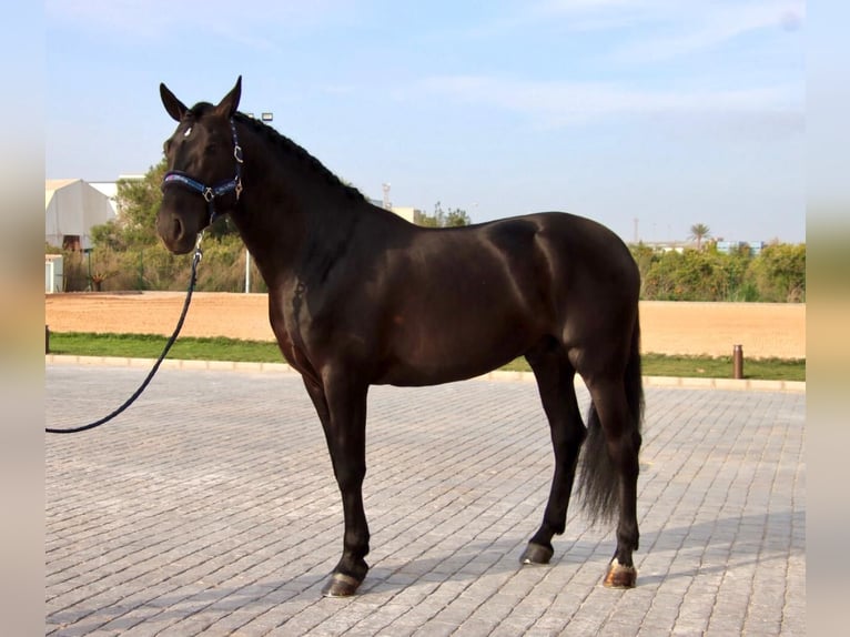 PRE Mix Wallach 6 Jahre 173 cm Rappe in Utiel