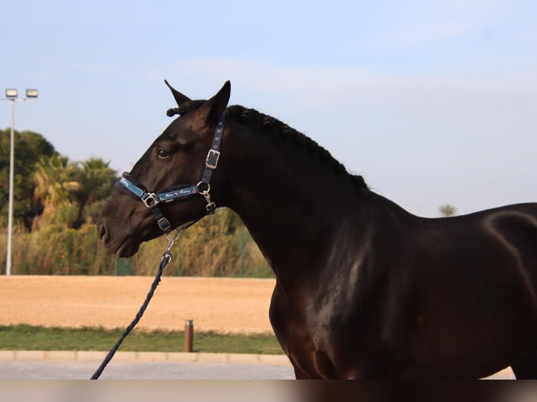 PRE Mix Wallach 6 Jahre 173 cm Rappe in Utiel