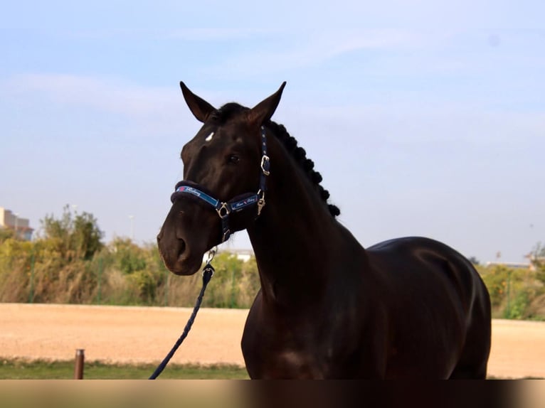 PRE Mix Wallach 6 Jahre 173 cm Rappe in Utiel