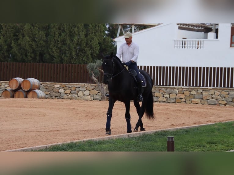 PRE Mix Wallach 6 Jahre 173 cm Rappe in Utiel