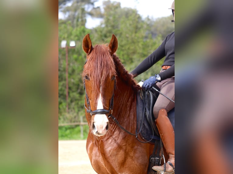 PRE Mix Wallach 6 Jahre 173 cm Rotfuchs in Barcelona