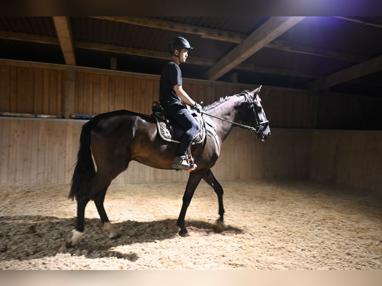 PRE Mix Wallach 6 Jahre 174 cm Rappe in Klettgau