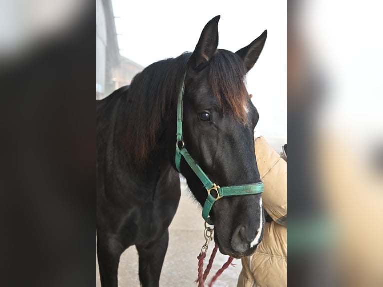 PRE Mix Wallach 6 Jahre 174 cm Rappe in Klettgau