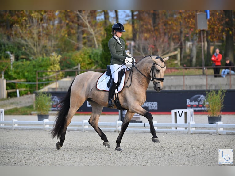PRE Mix Wallach 6 Jahre 175 cm Buckskin in Vinkeveen
