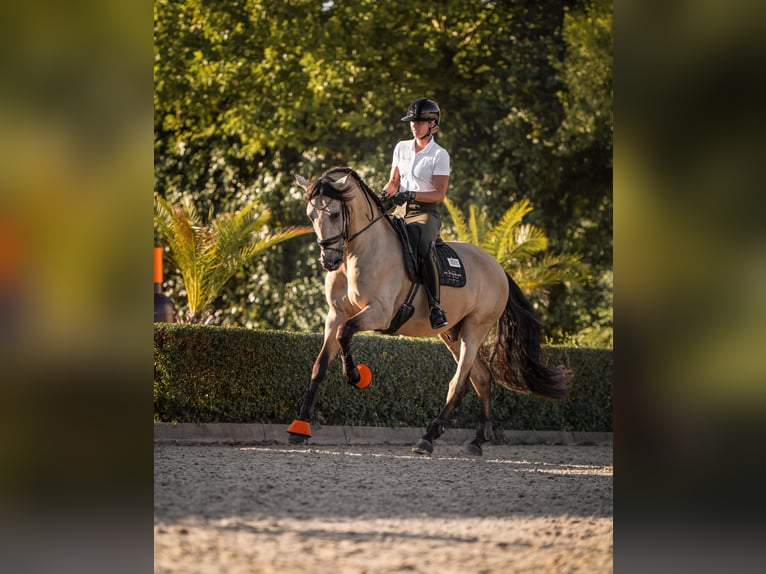 PRE Mix Wallach 6 Jahre 175 cm Buckskin in Vinkeveen
