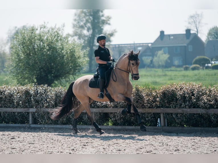PRE Mix Wallach 6 Jahre 175 cm Buckskin in Vinkeveen