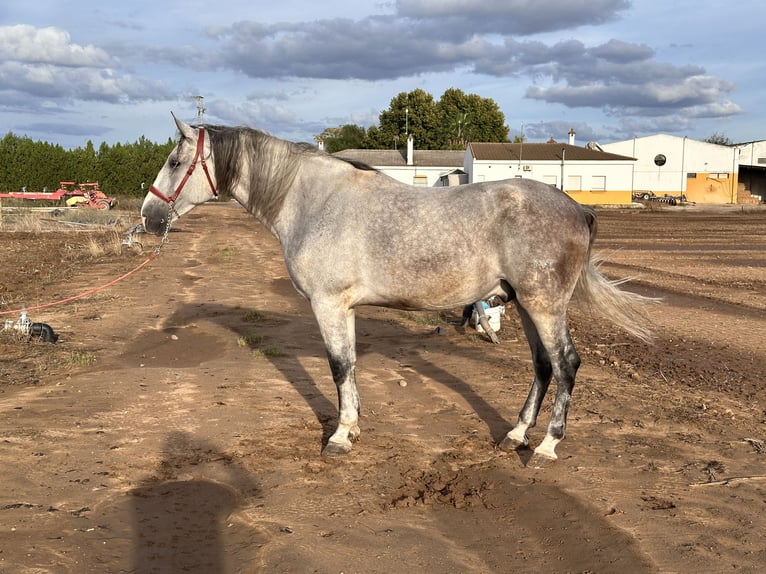 PRE Mix Wallach 6 Jahre 177 cm Schimmel in Galaroza (Huelva)