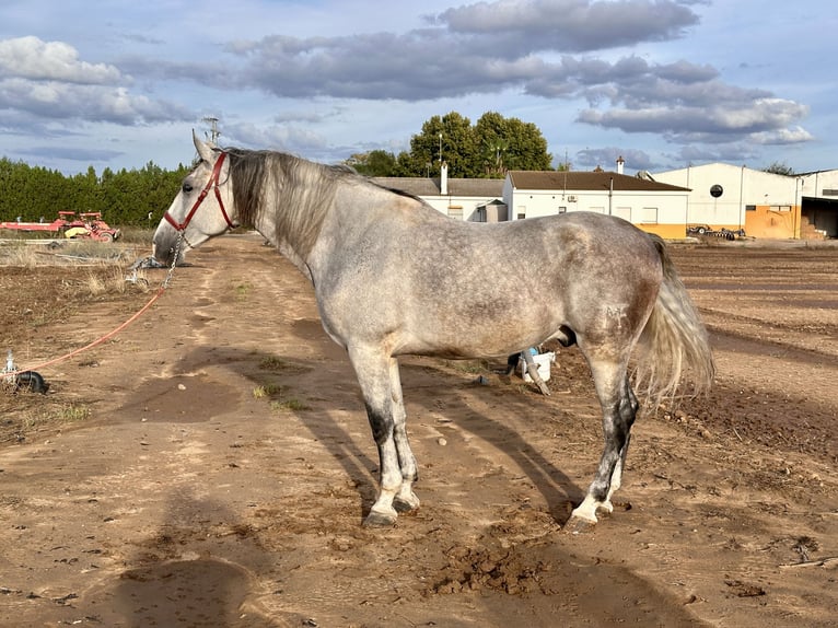 PRE Mix Wallach 6 Jahre 177 cm Schimmel in Galaroza (Huelva)