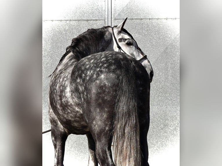 PRE Mix Wallach 6 Jahre 180 cm Schimmel in 's-Gravenhage