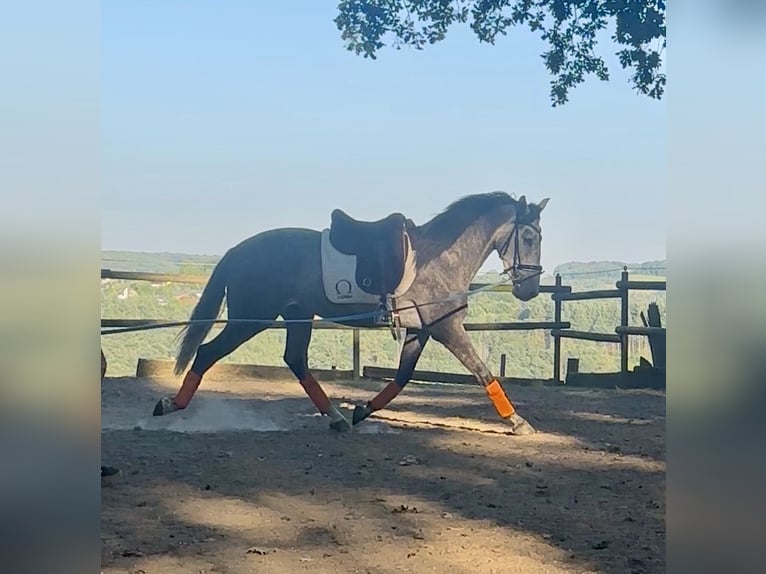 PRE Wallach 7 Jahre 155 cm Apfelschimmel in Windeck