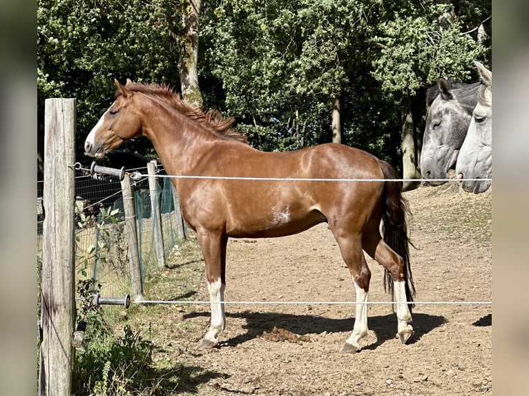 PRE Wallach 7 Jahre 155 cm Apfelschimmel in Windeck