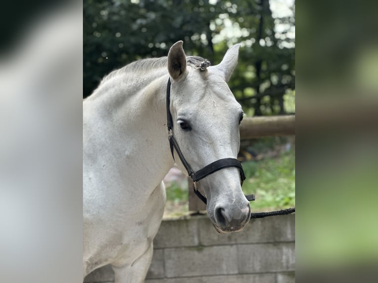 PRE Wallach 7 Jahre 155 cm Apfelschimmel in Windeck