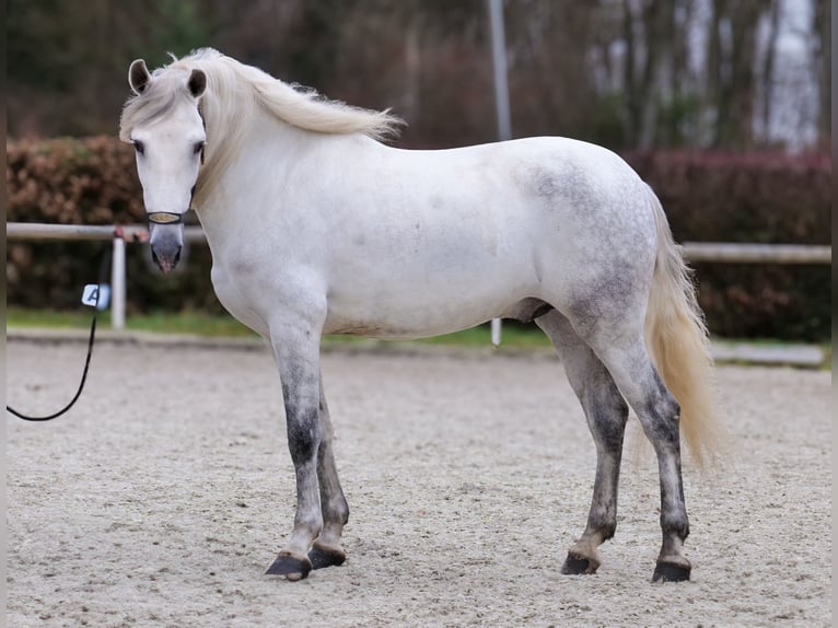 PRE Mix Wallach 7 Jahre 155 cm Schimmel in Neustadt (Wied)