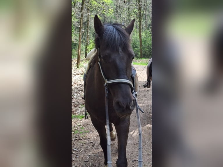 PRE Wallach 7 Jahre 156 cm Dunkelbrauner in Dennheritz