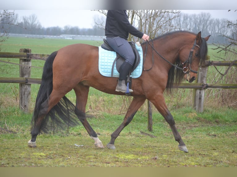 PRE Mix Wallach 7 Jahre 158 cm Brauner in Breda