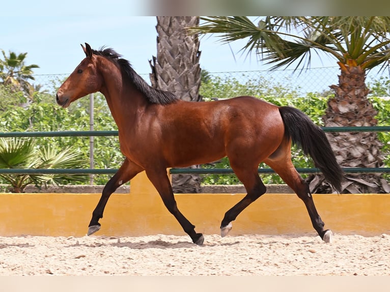 PRE Mix Wallach 7 Jahre 158 cm Brauner in Alicante