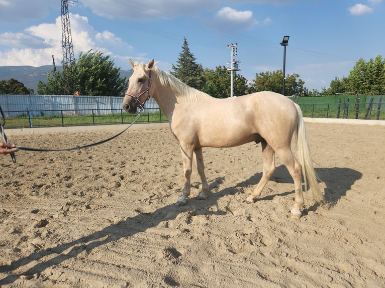 PRE Mix Wallach 7 Jahre 158 cm Palomino in İzmir, kemalpasa