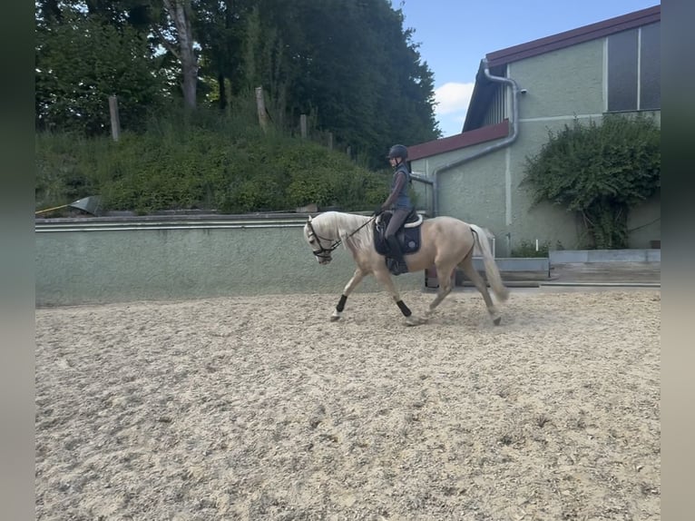 PRE Wallach 7 Jahre 158 cm Palomino in Krumbach
