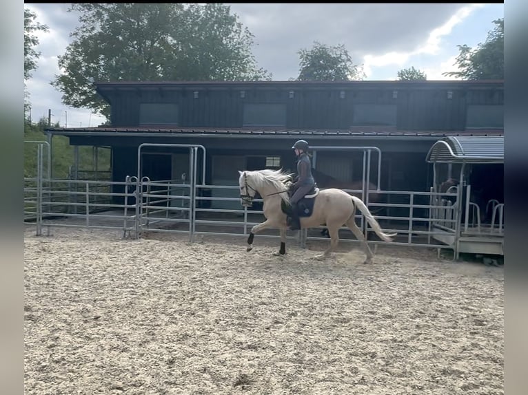 PRE Wallach 7 Jahre 158 cm Palomino in Krumbach