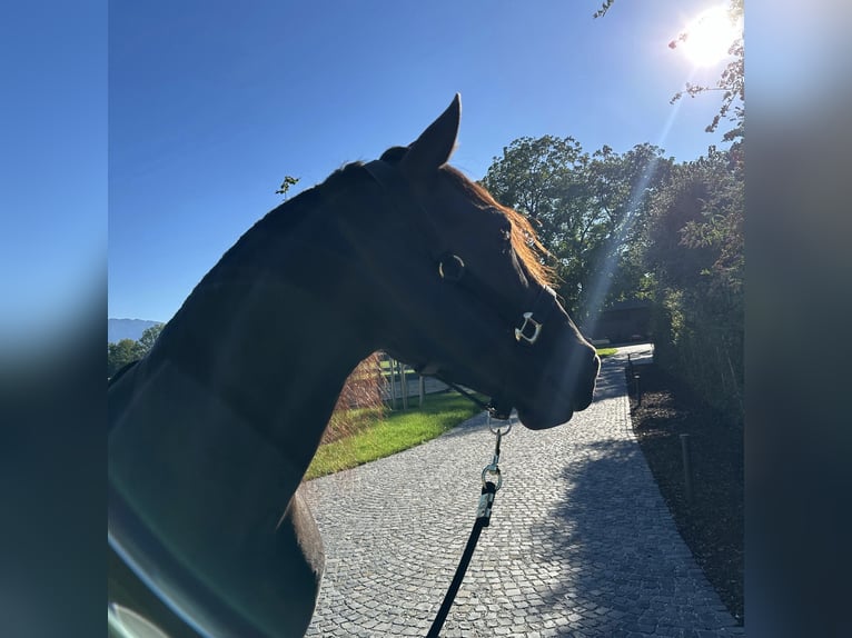 PRE Mix Wallach 7 Jahre 158 cm Rappe in Salzburg