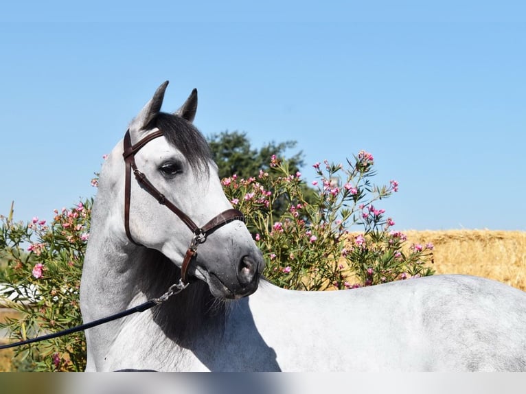 PRE Wallach 7 Jahre 159 cm Schimmel in Provinz Granada