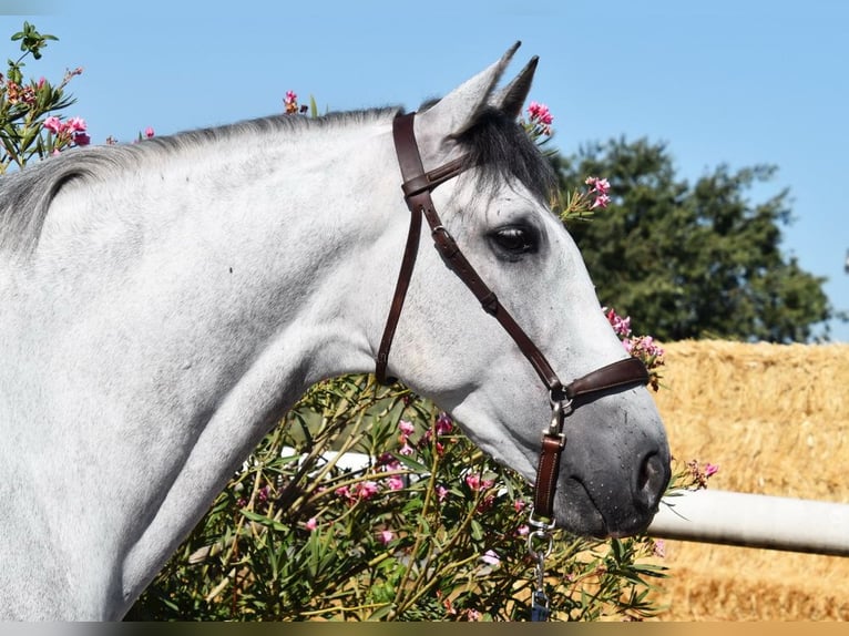 PRE Wallach 7 Jahre 159 cm Schimmel in Provinz Granada