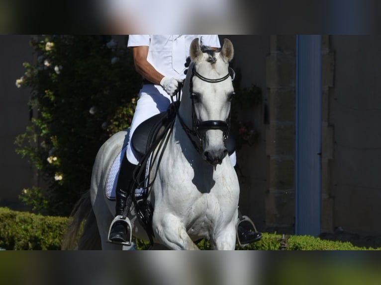 PRE Wallach 7 Jahre 159 cm Schimmel in Limoges
