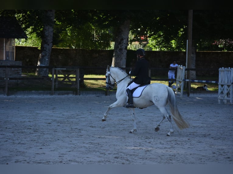 PRE Wallach 7 Jahre 159 cm Schimmel in Limoges