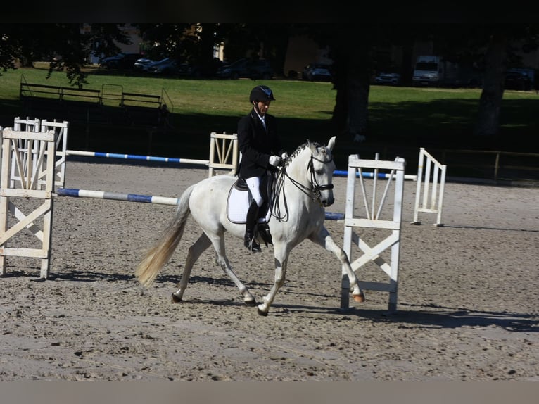 PRE Wallach 7 Jahre 159 cm Schimmel in Limoges