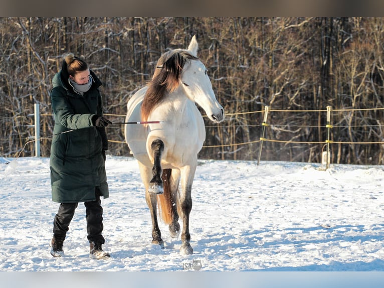 PRE Wallach 7 Jahre 160 cm Buckskin in Rastorf
