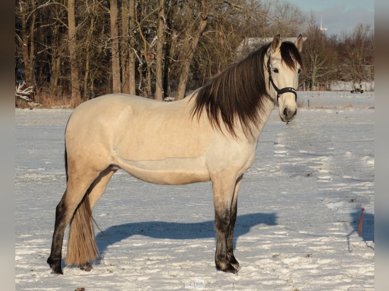 PRE Wallach 7 Jahre 160 cm Buckskin in Rastorf