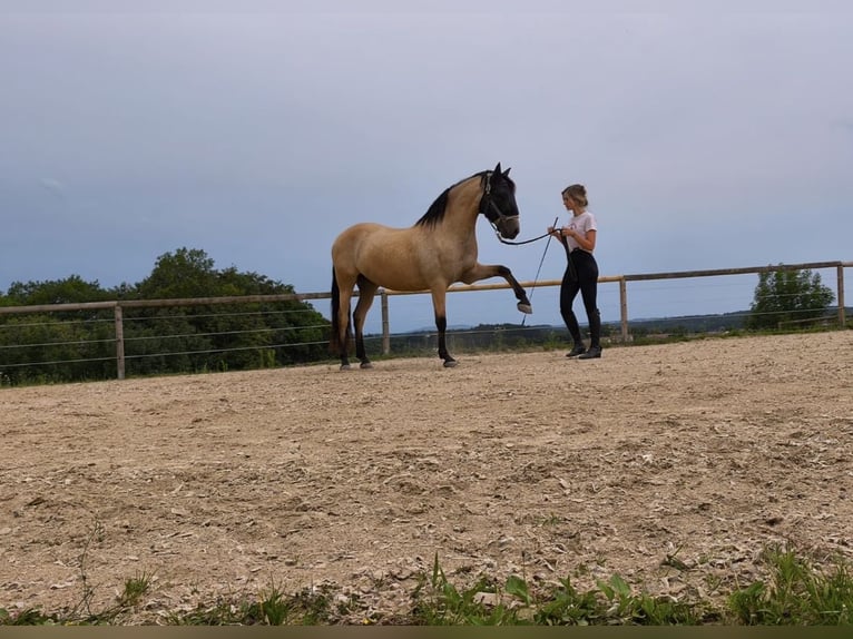 PRE Wallach 7 Jahre 160 cm Buckskin in Landshut