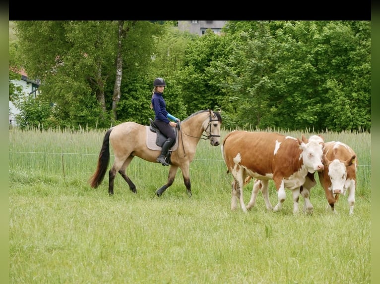 PRE Wallach 7 Jahre 160 cm Buckskin in Landshut