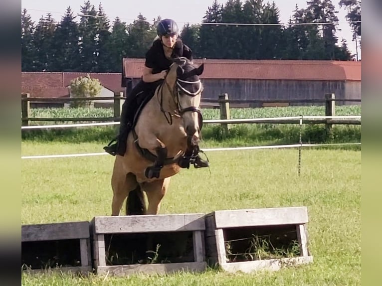 PRE Wallach 7 Jahre 160 cm Buckskin in Landshut