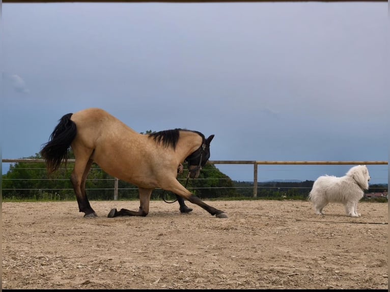 PRE Wallach 7 Jahre 160 cm Buckskin in Landshut