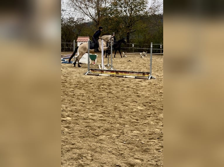 PRE Wallach 7 Jahre 160 cm Buckskin in Landshut